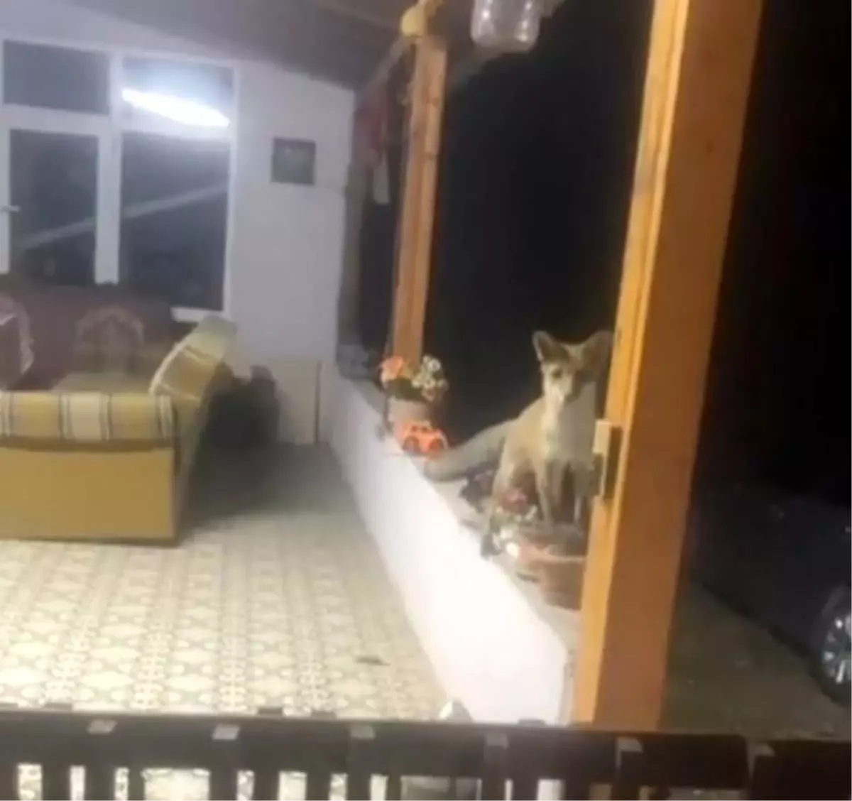 Saray’da Tilkiyle Sohbet Eden Vatandaşın İlginç Anları