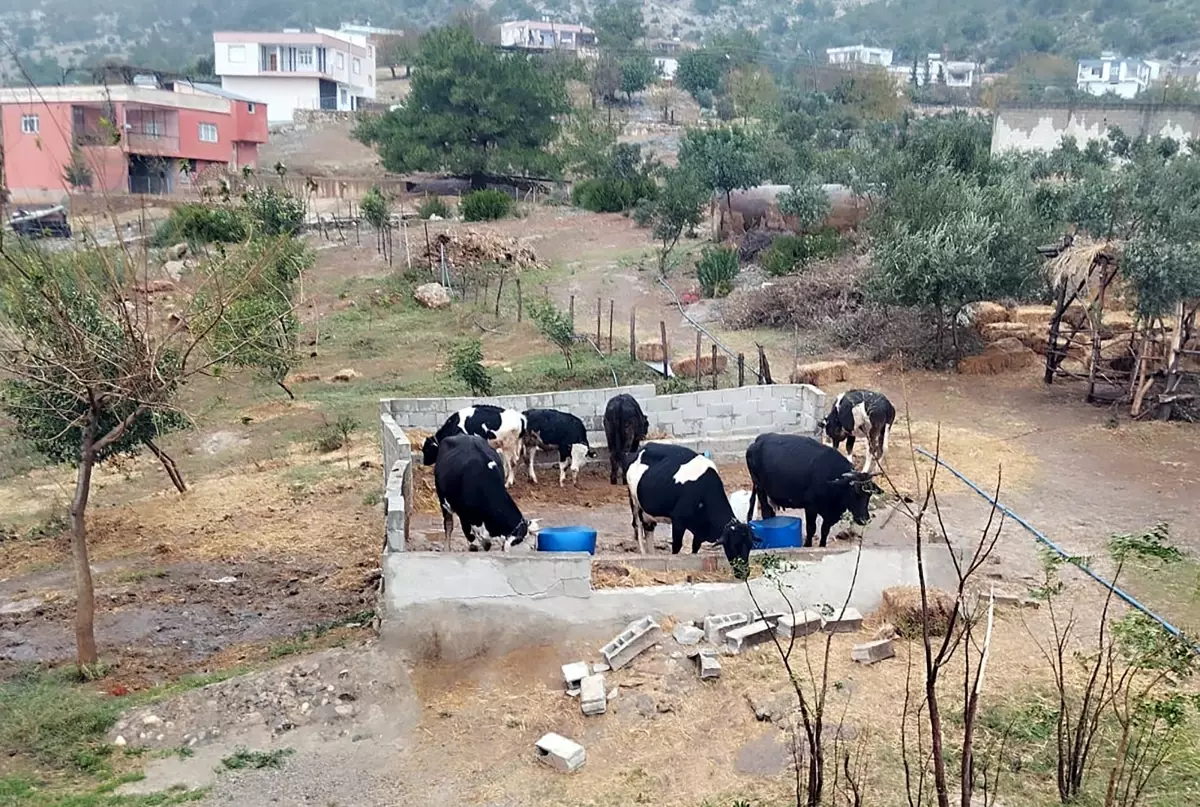 Sazan Sarmalı ile Büyükbaş Dolandırıcılığı Çökertildi