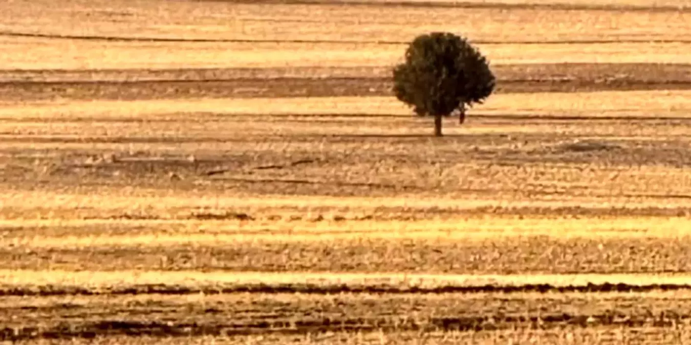 Şırnak’ta Trajik Olay: Bir Kişi Ağaca Asılı Halde Ölü Bulundu