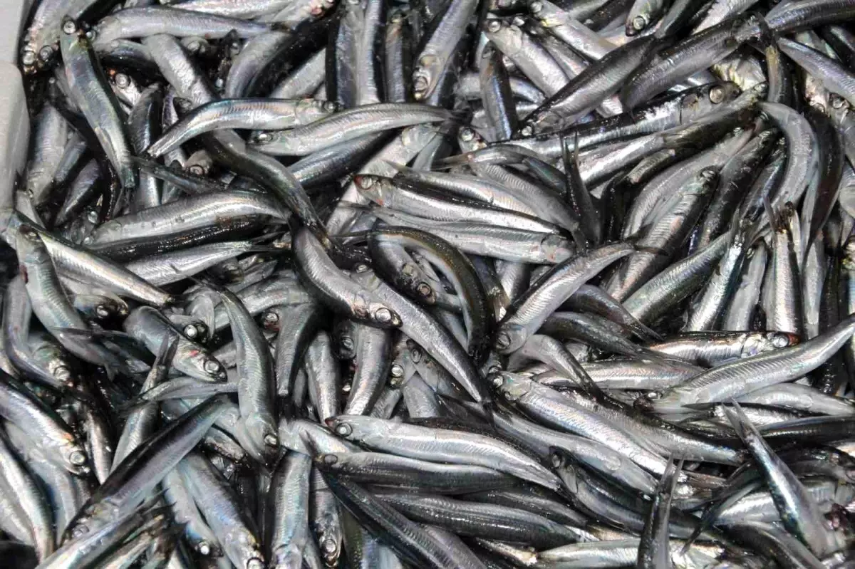 Karadeniz’de Balık Sezonunda Palamut Azlığı, Hamsi Bolluğu