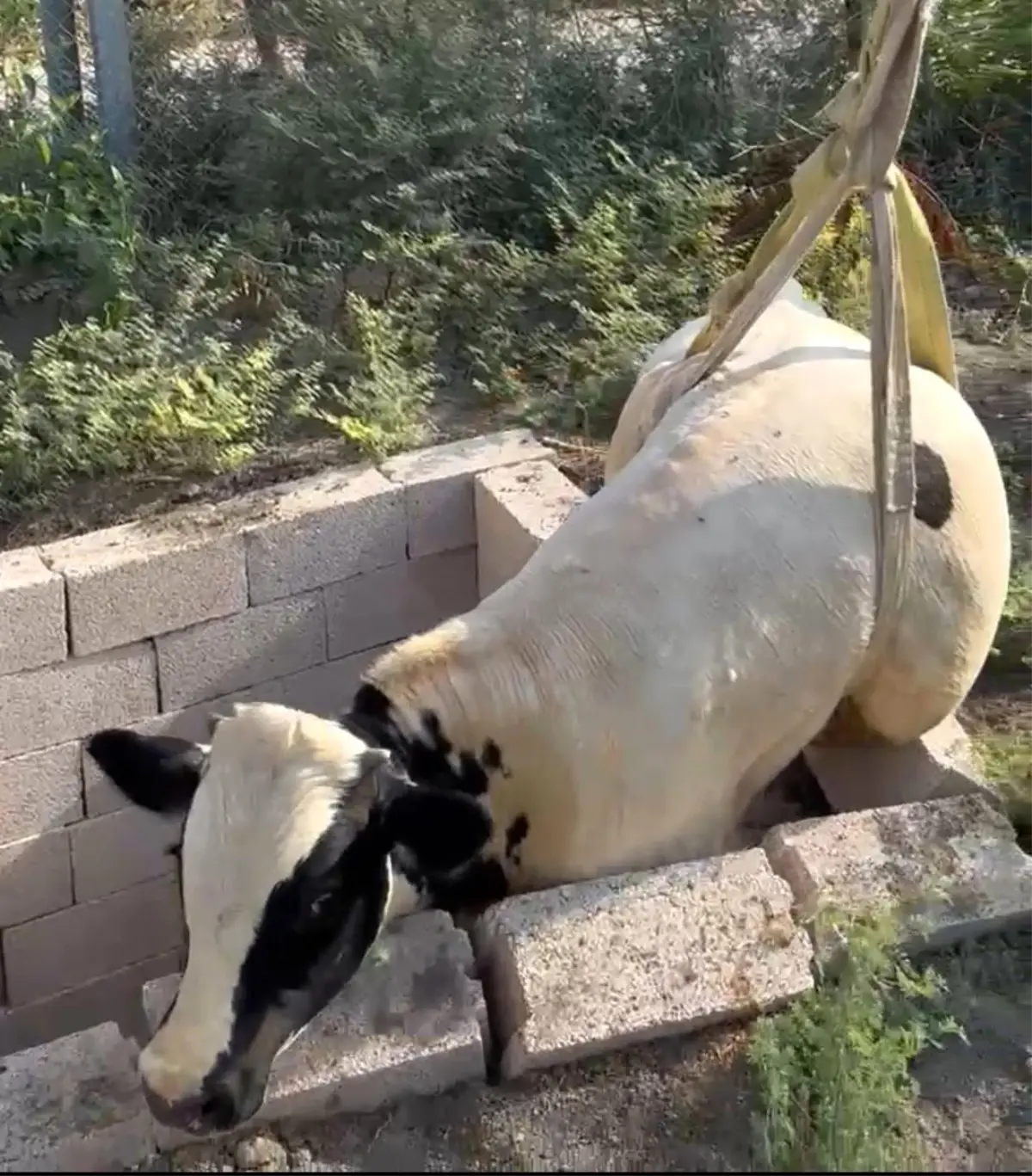 Boğa Tuvalet Kuyusuna Düştü, İtfaiye Kurtardı