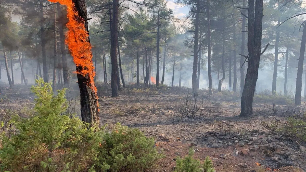 Yıldırım Düşmesiyle Ormanda Yangın Çıktı