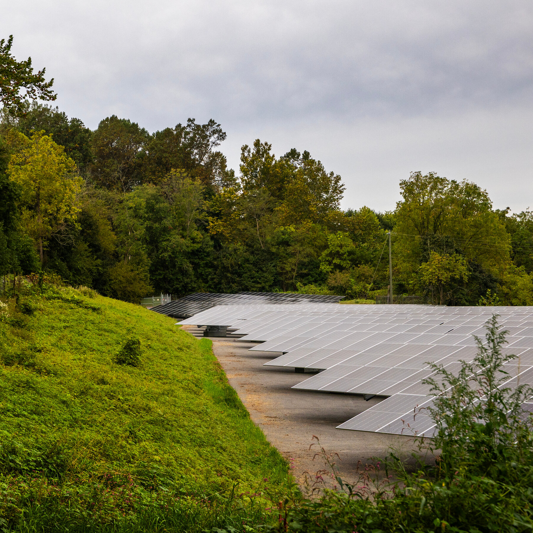 Renewable Energy Surges Forward Despite Trump’s Efforts to Hinder Growth
