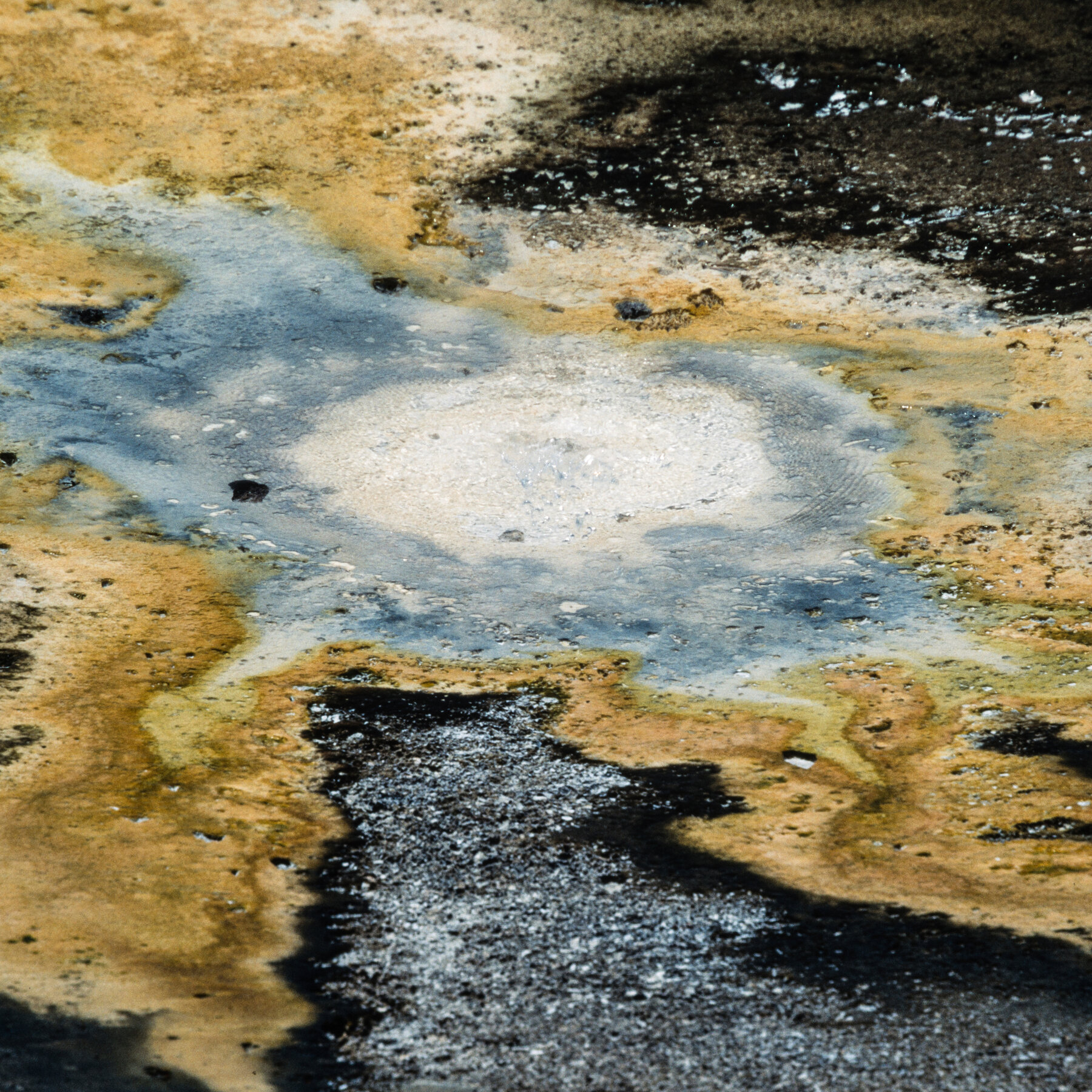 Save the Whales. But Save the Microbes, Too.