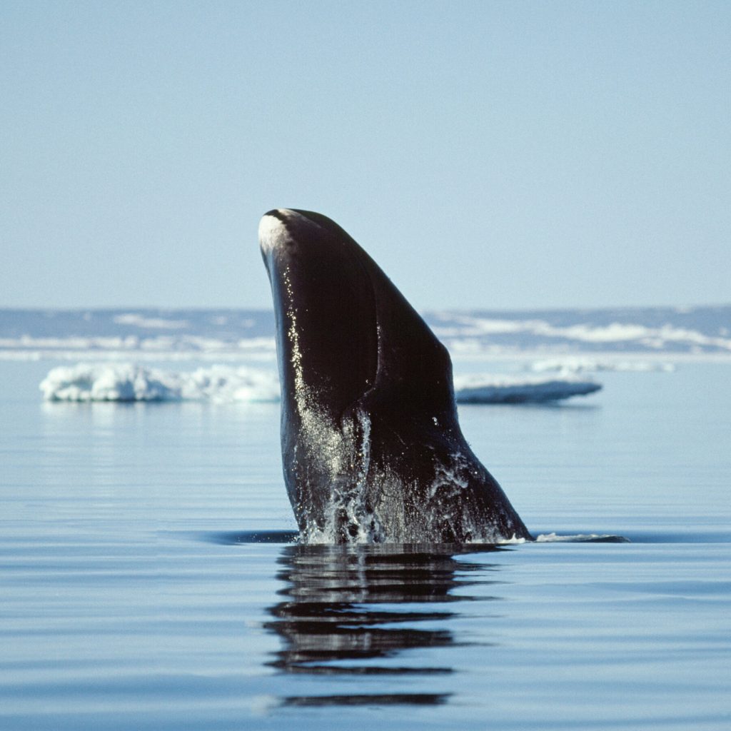Unlocking the Secrets of Longevity: What Bowhead Whales Can Teach Us