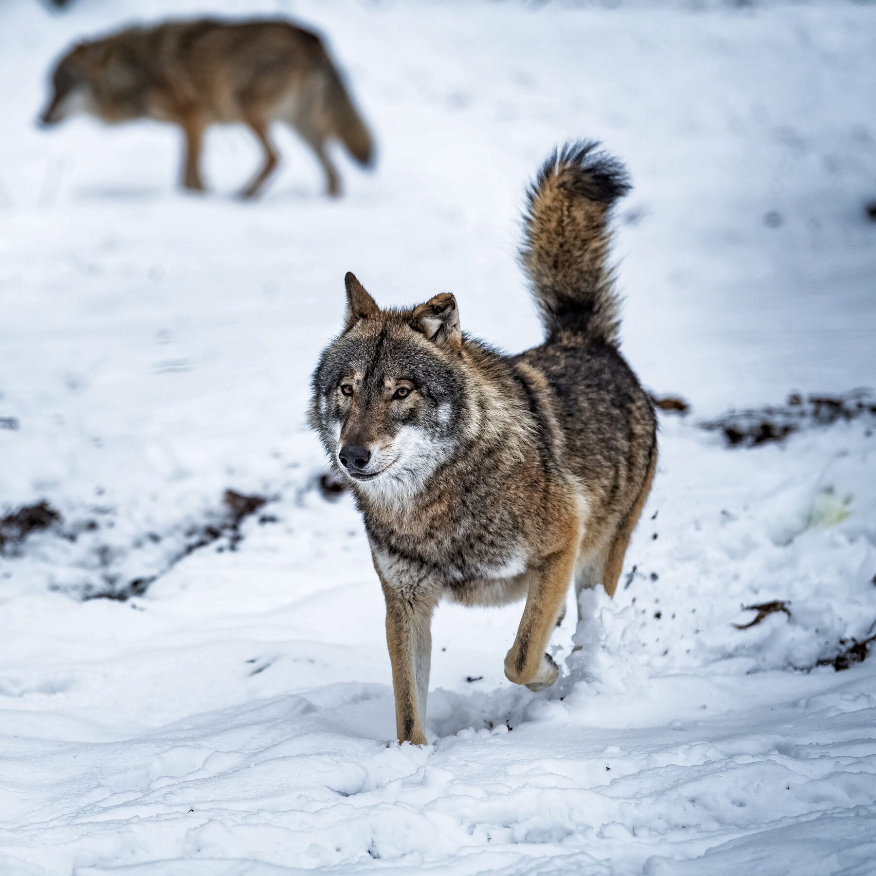 The Big Bad Wolf Is Afraid of You