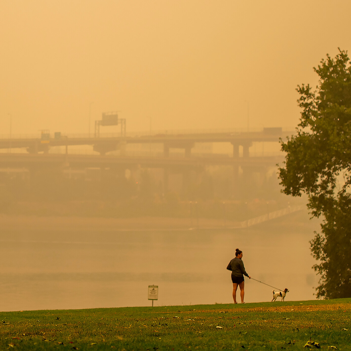 Protecting Your Furry Friends from Pollution