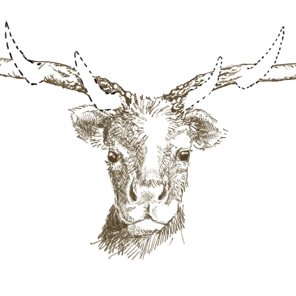 Toronto’s Subway Deer Enigma Unmasked With DNA Analysis