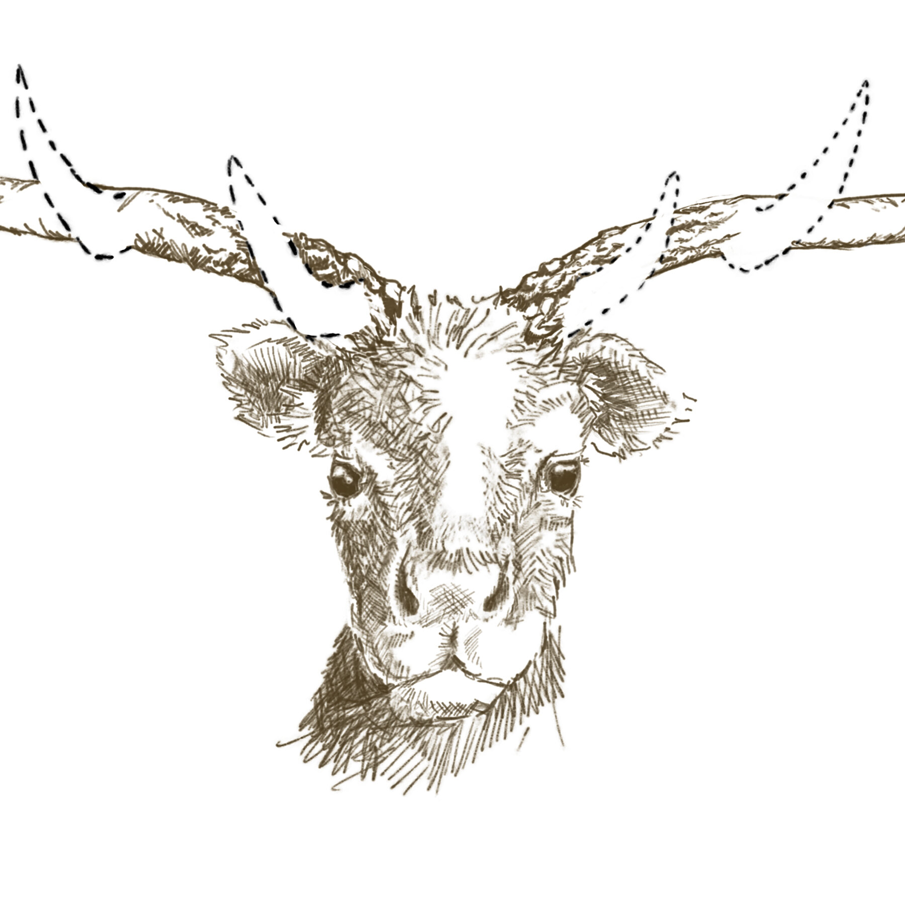 Toronto’s Subway Deer Enigma Unmasked With DNA Analysis