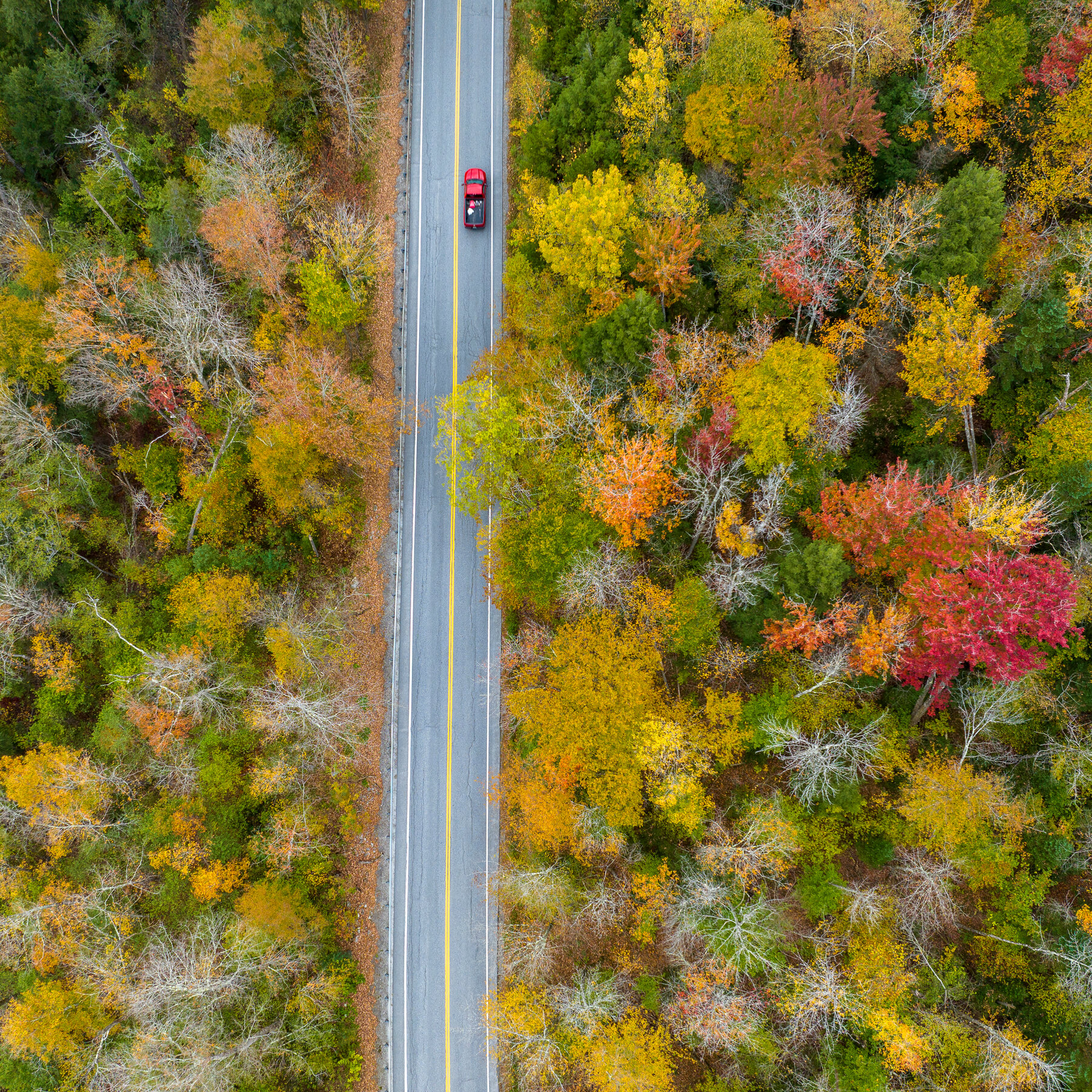 Drought Dulls Northeast’s Vibrant Leaf-Peeping Season