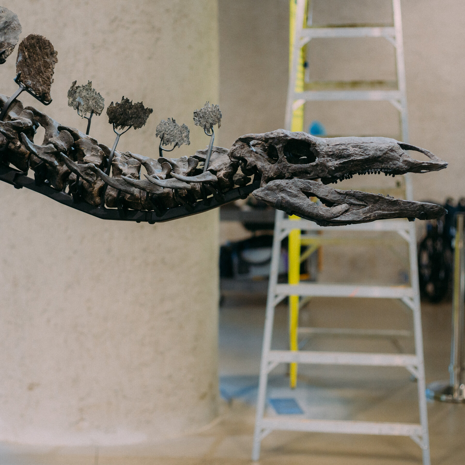 The Great Dinosaur Shuffle: American Museum of Natural History Relocates Giant Fossil