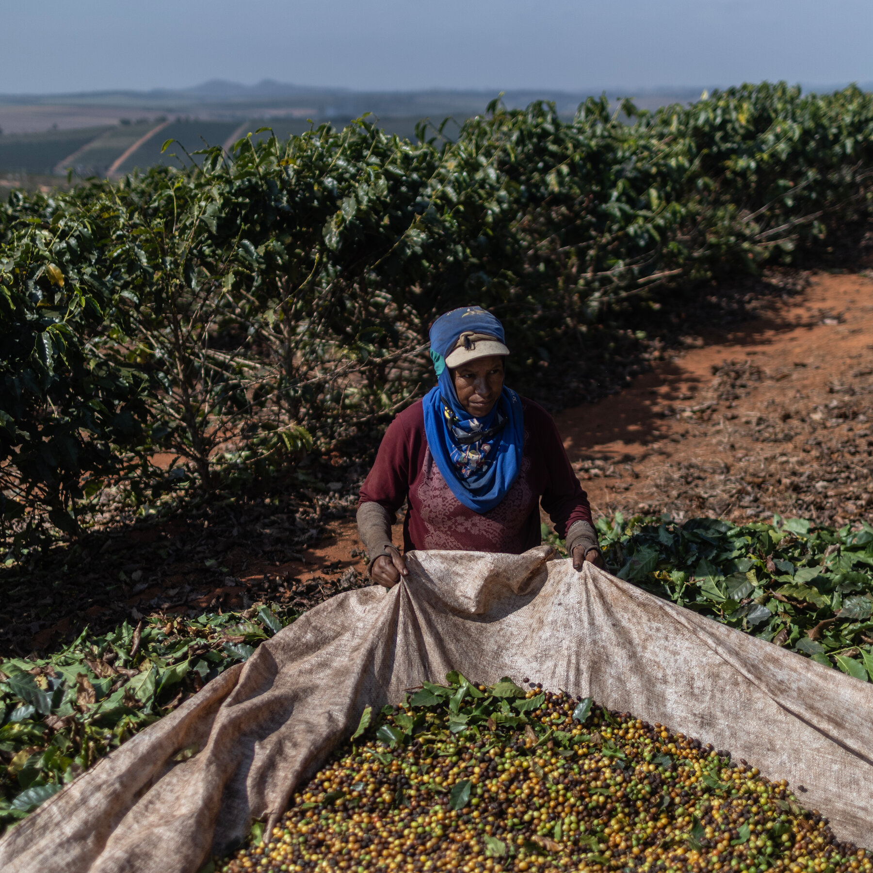 Deforestation Is Imperiling Coffee Cultivation, Report Finds