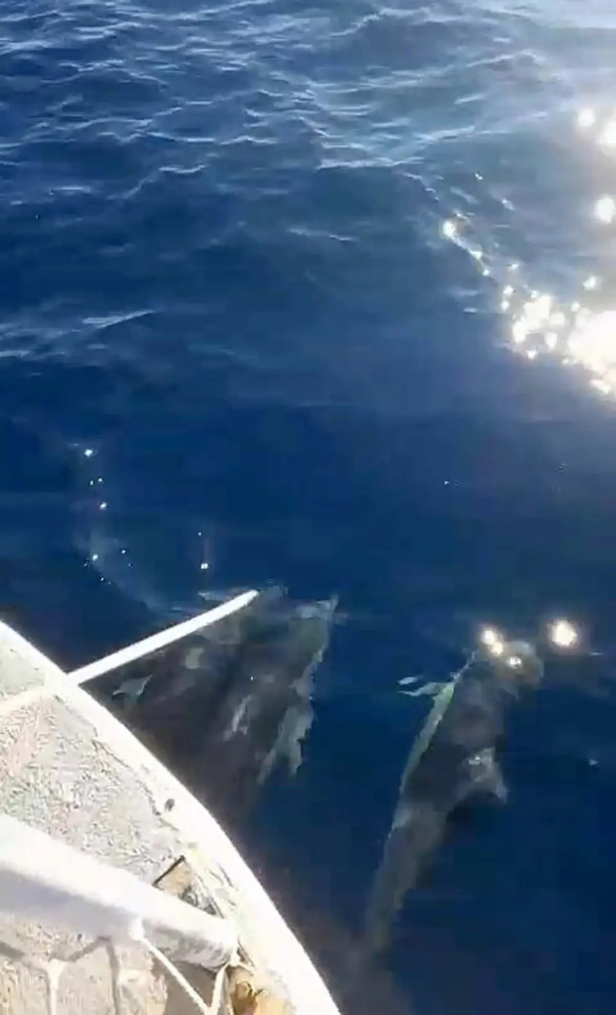 Yunuslar Balıkçı Tekneleriyle Yol Arkadaşı Oldu