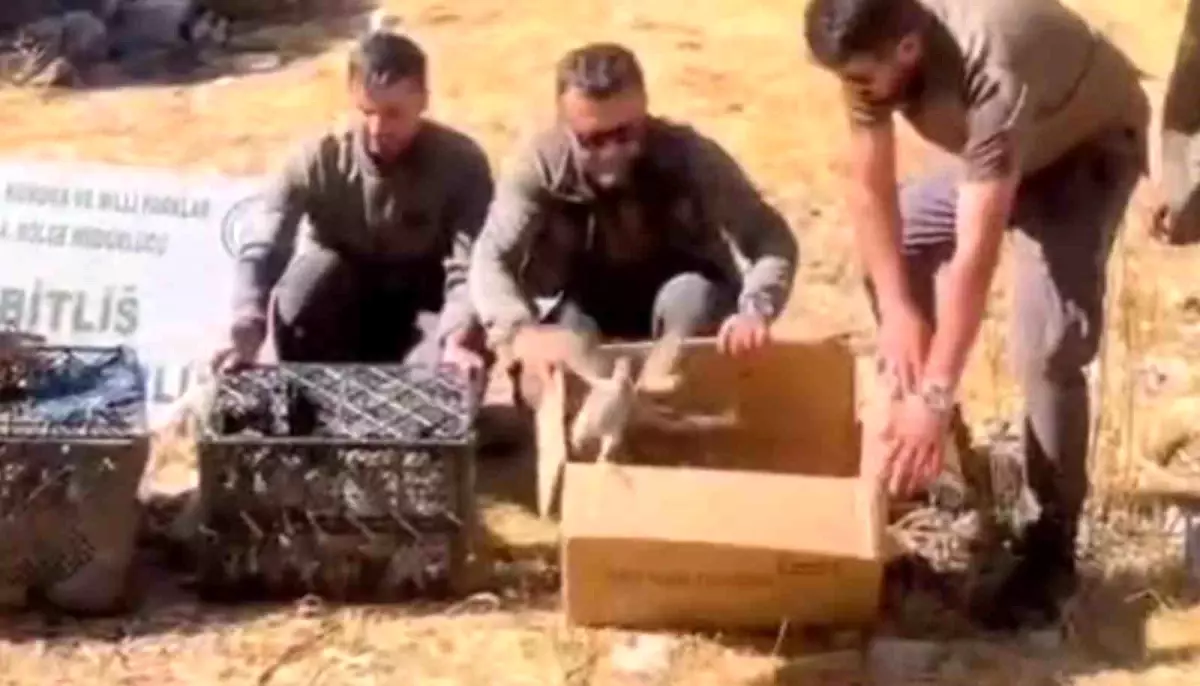 Bitlis’te Kınalı Kekliklerin Kaçak Ticareti Engelleniyor