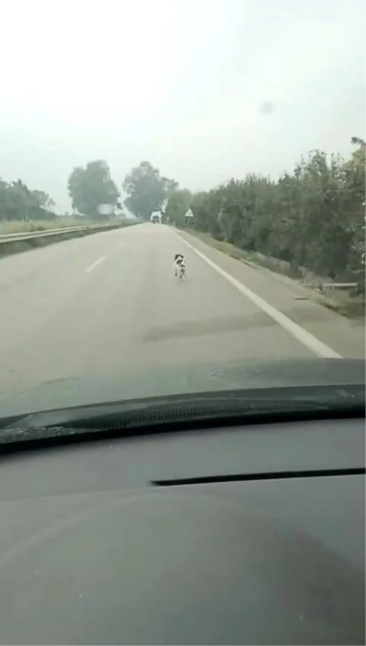 Bursa’da Sahipsiz Köpeğin Çaresiz Koşuşu