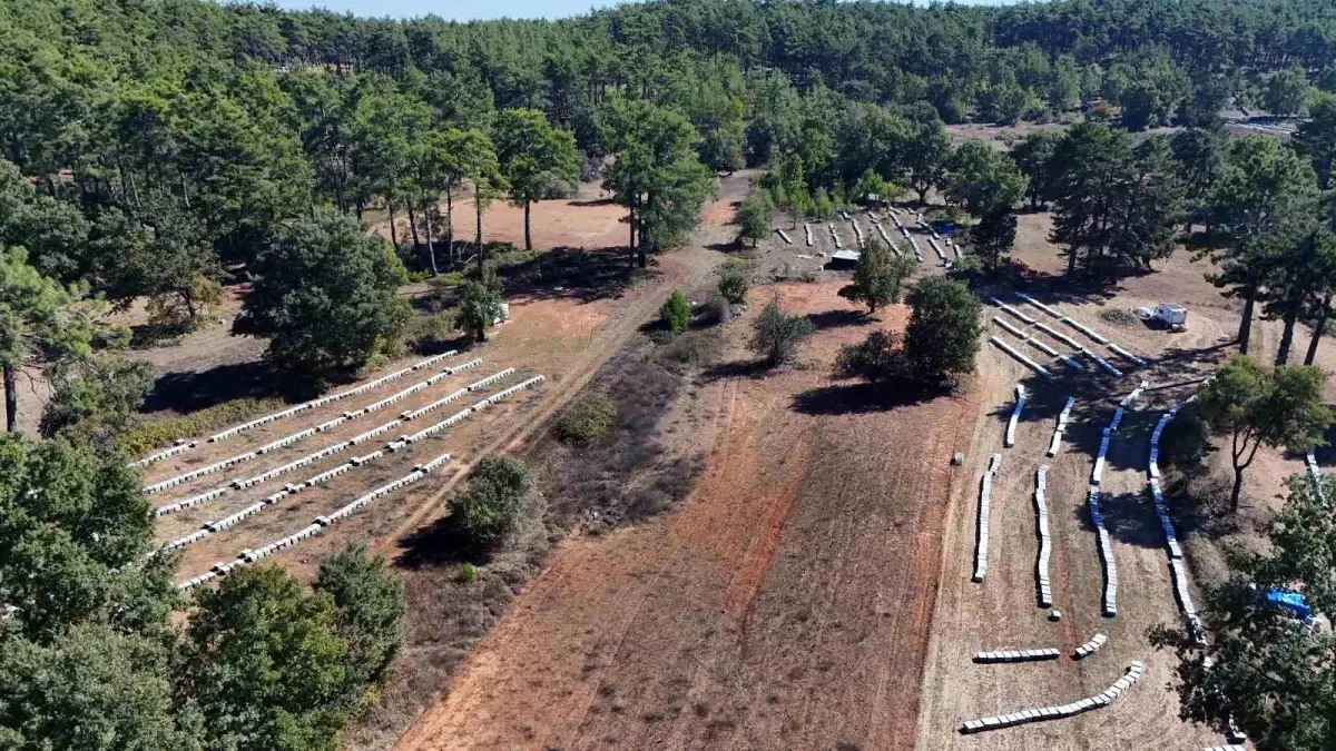 Muğla’da Çam Balı Rekoltesi Yükselişte