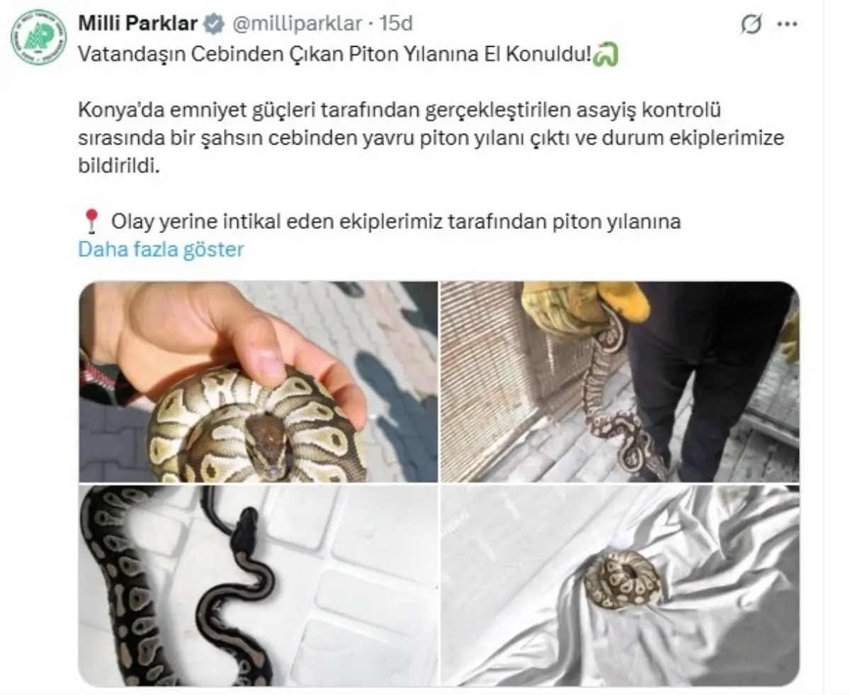 Yavru Pitonla Yakalanan Kişiye Para Cezası
