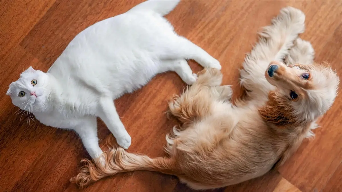 Hayvanseverlerin Gözü Kaldı: Özel’den Önemli Çağrı