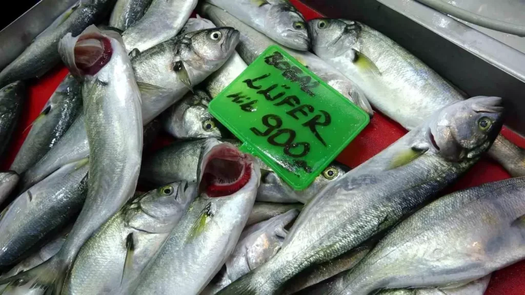 Lüfer Balığı Bu Sene Tezgahlarda Bollukta