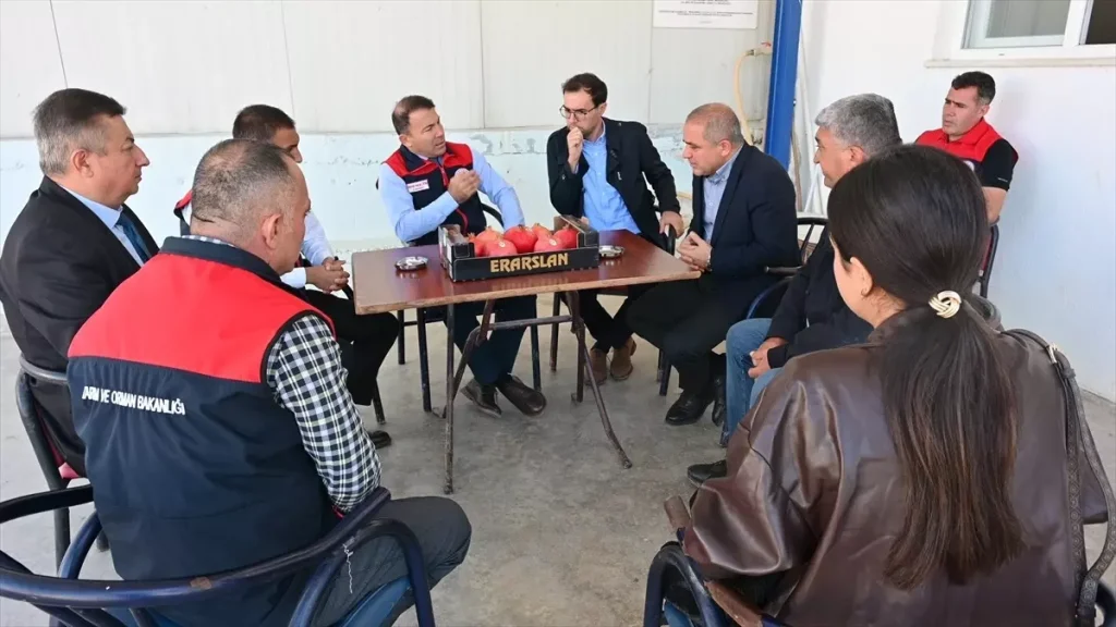 Denizli’de İhracatlık Nar Hasadı Başladı