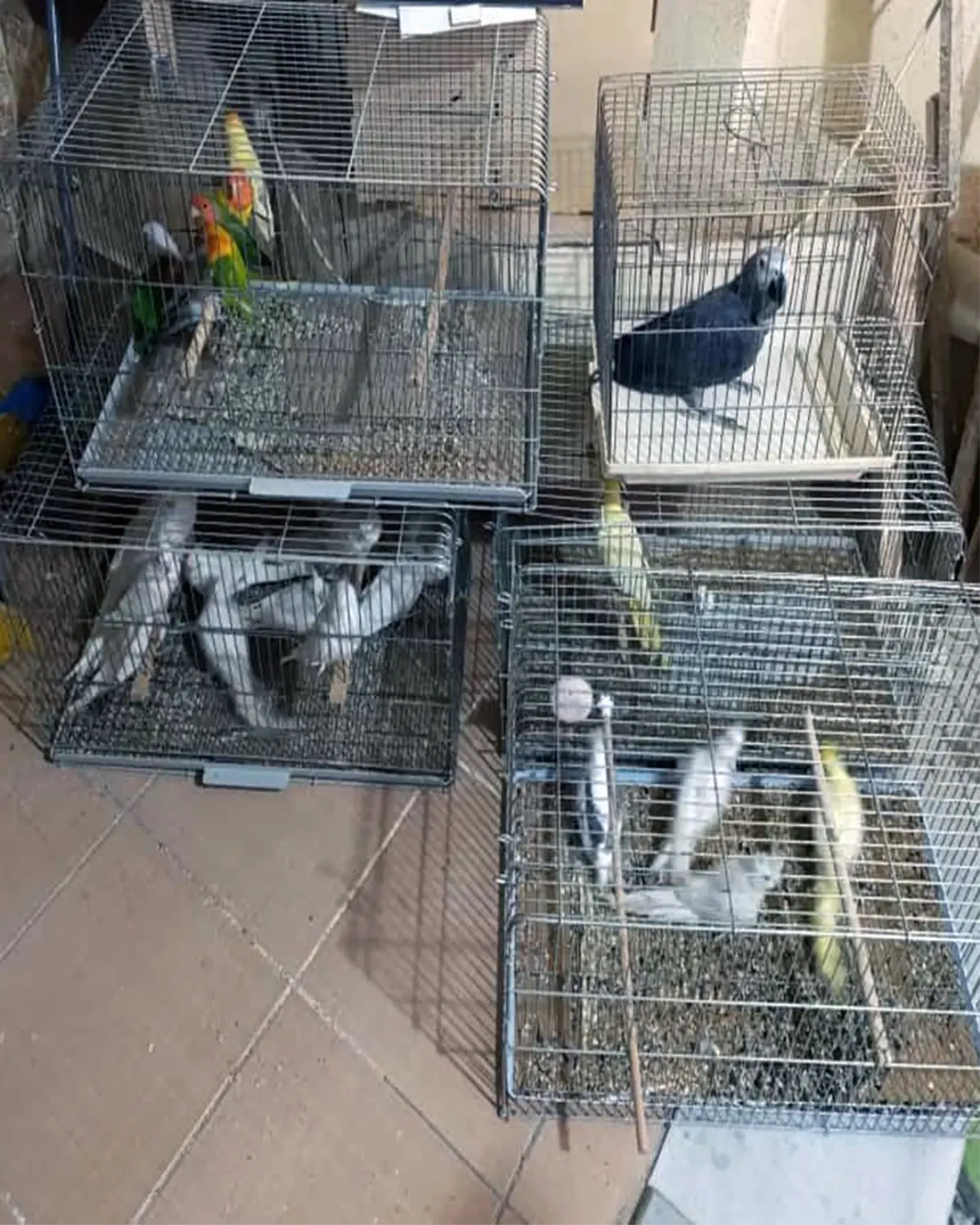 Kaçak Papağan Operasyonu: 41 Exotic Kuş Kurtarıldı