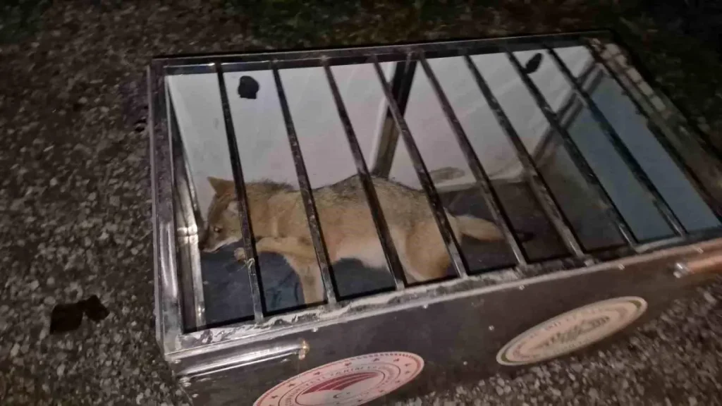 “Yola Atlayan Tilkiye Çarpan Sürücülerin İnsancıl Davranışı”