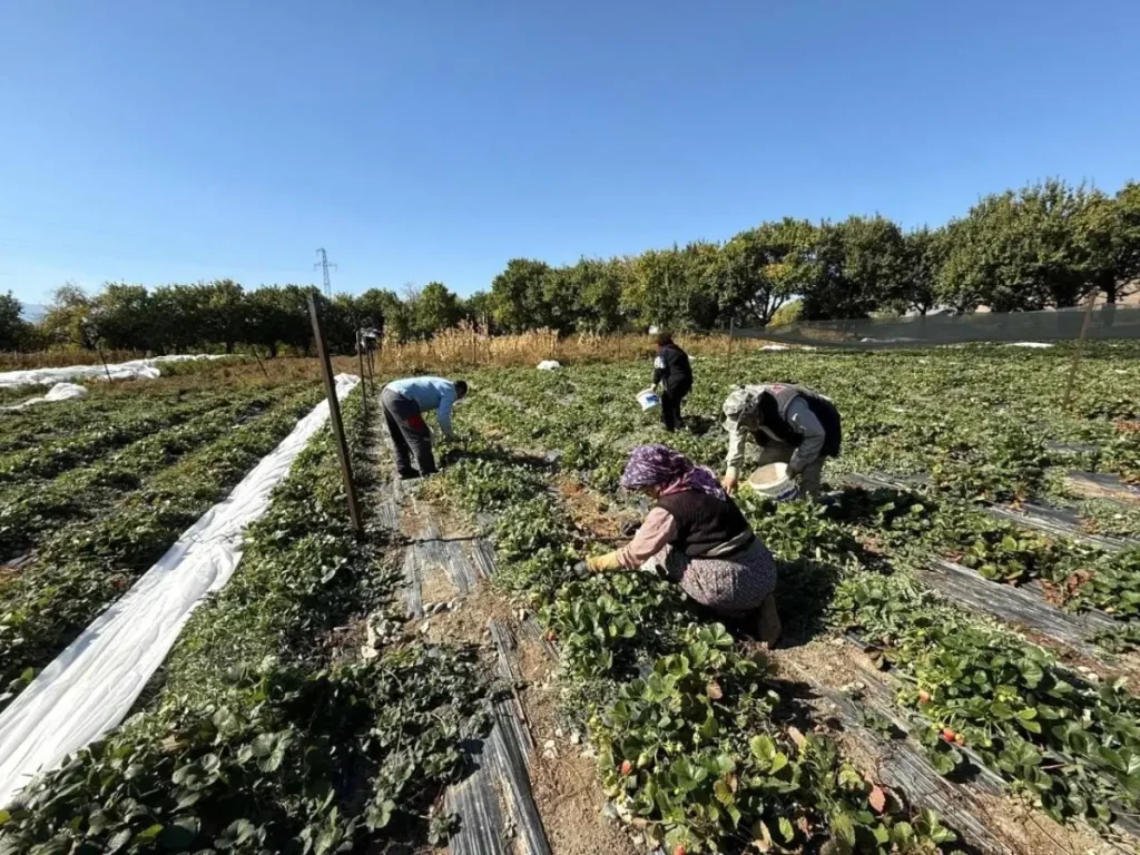 Erzincan’da Çilek Üretimi Artıyor: Yeni Hedefler Belirlendi