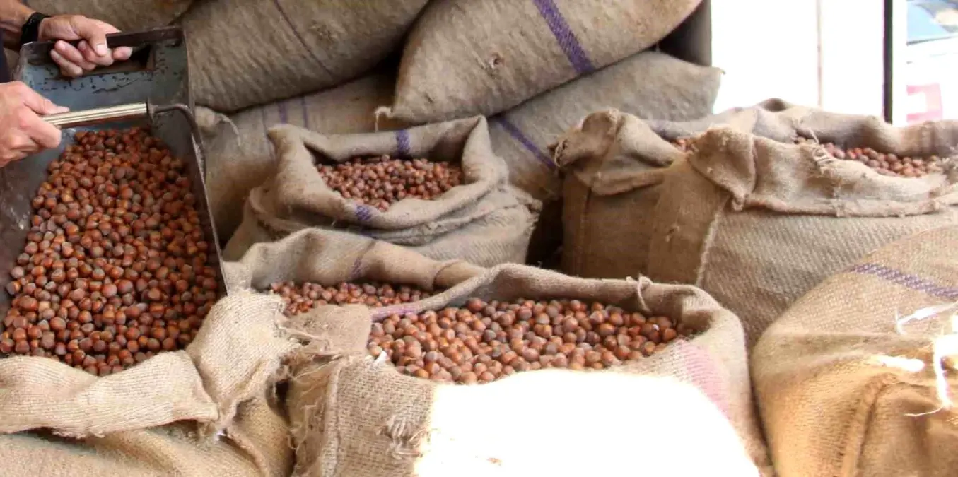 Fındık Fiyatları Düşüşte: Üreticiler Beklemeyi Tercih Edecek