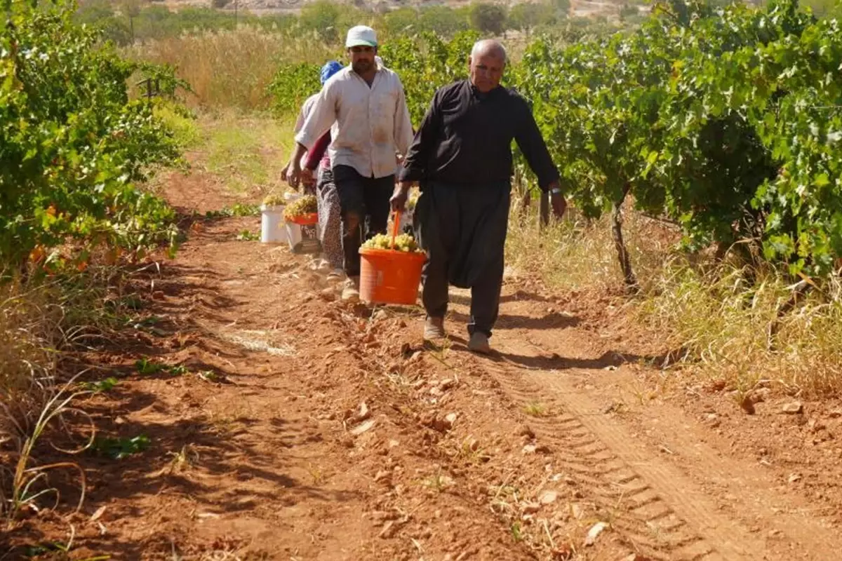 Gaziantep’te Üzüm Üretimi Modern Yöntemlerle Artıyor