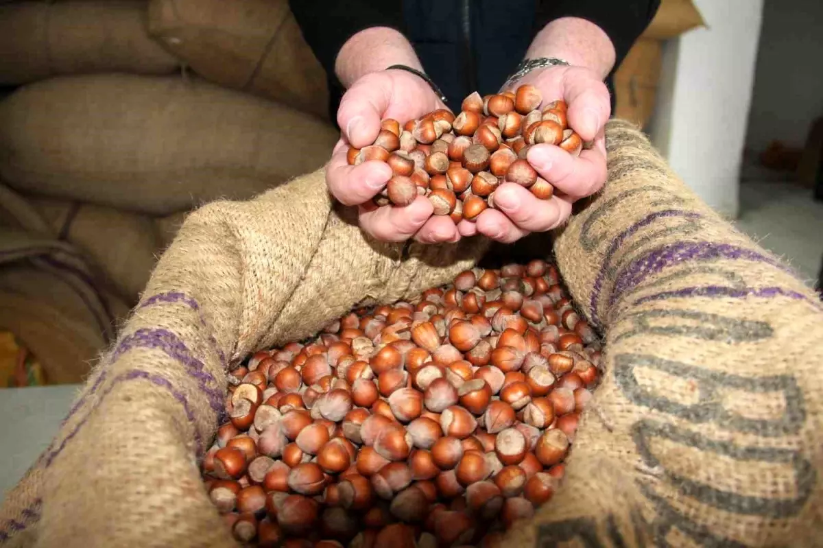 Fındık Fiyatları Giresun’da Haftayı 315 Liradan Kapattı