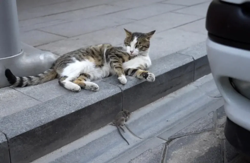 Kedinin Eğlenceli Avı Gümüşhane’de Kameralara Yakalandı