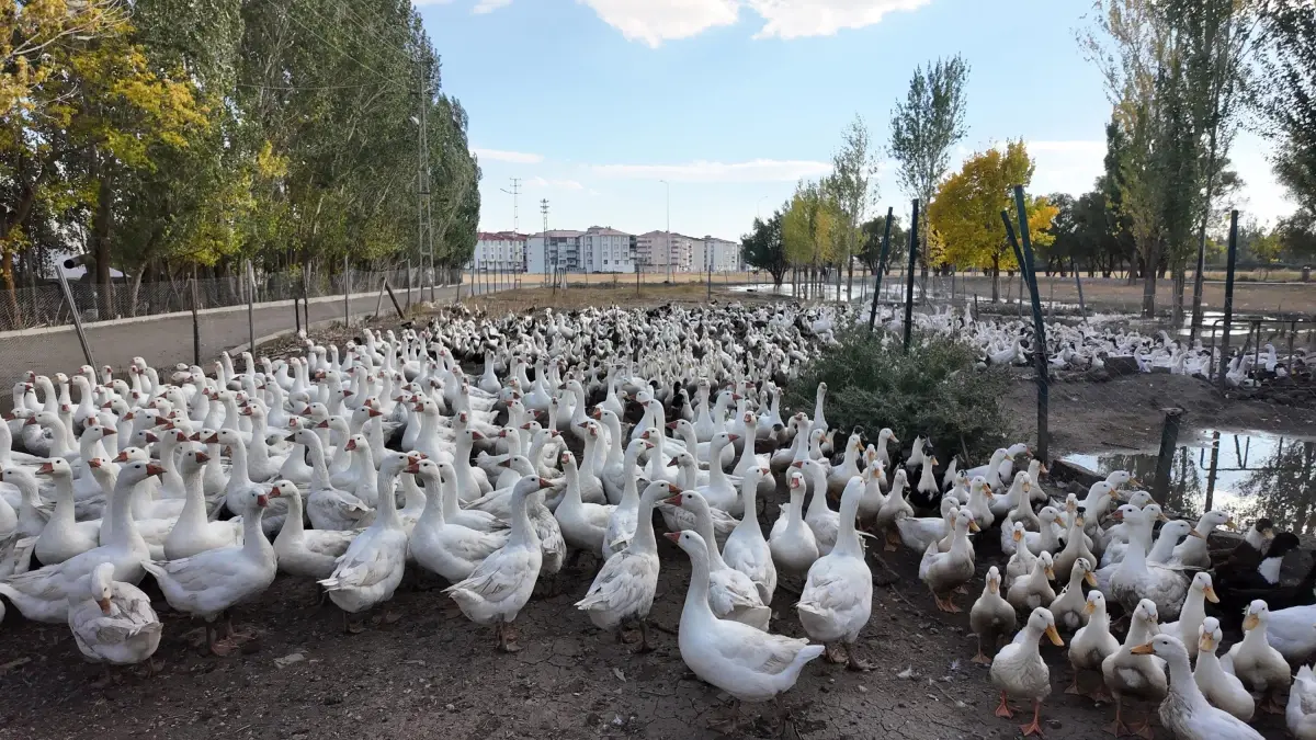 Hayvanlarla Kurulan Sağlam Bağlar