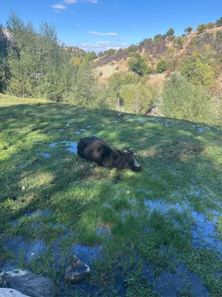 Isparta’da Büyükbaş Hayvan Bataklıkta Mahsur Kaldı