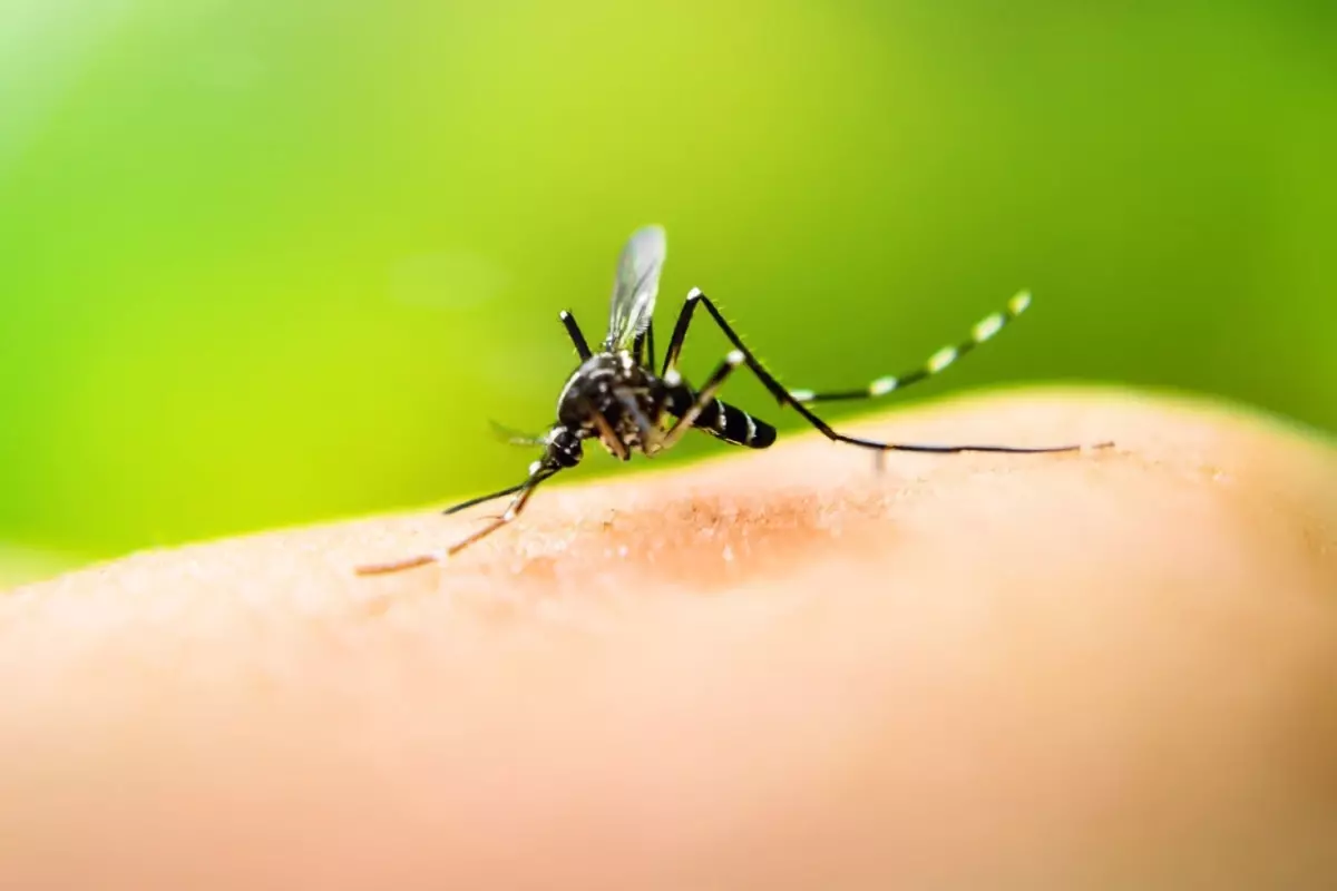 İzlanda’da Doğada Sivrisinek Tespit Edildi