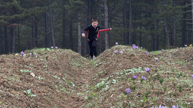Safran Festivali ve Hasadı Ziyaretçi Akınına Uğradı