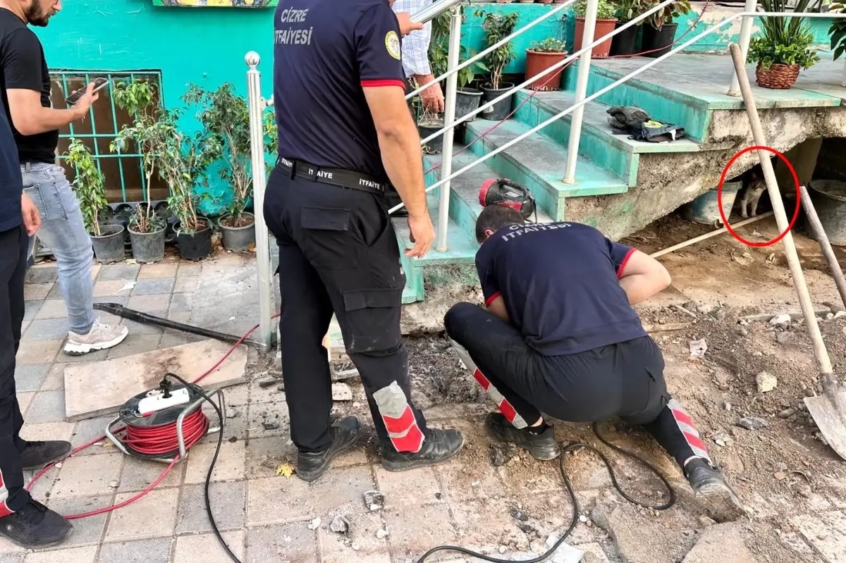 Kedinin İtfaiye Operasyonu ile Kurtuluşu