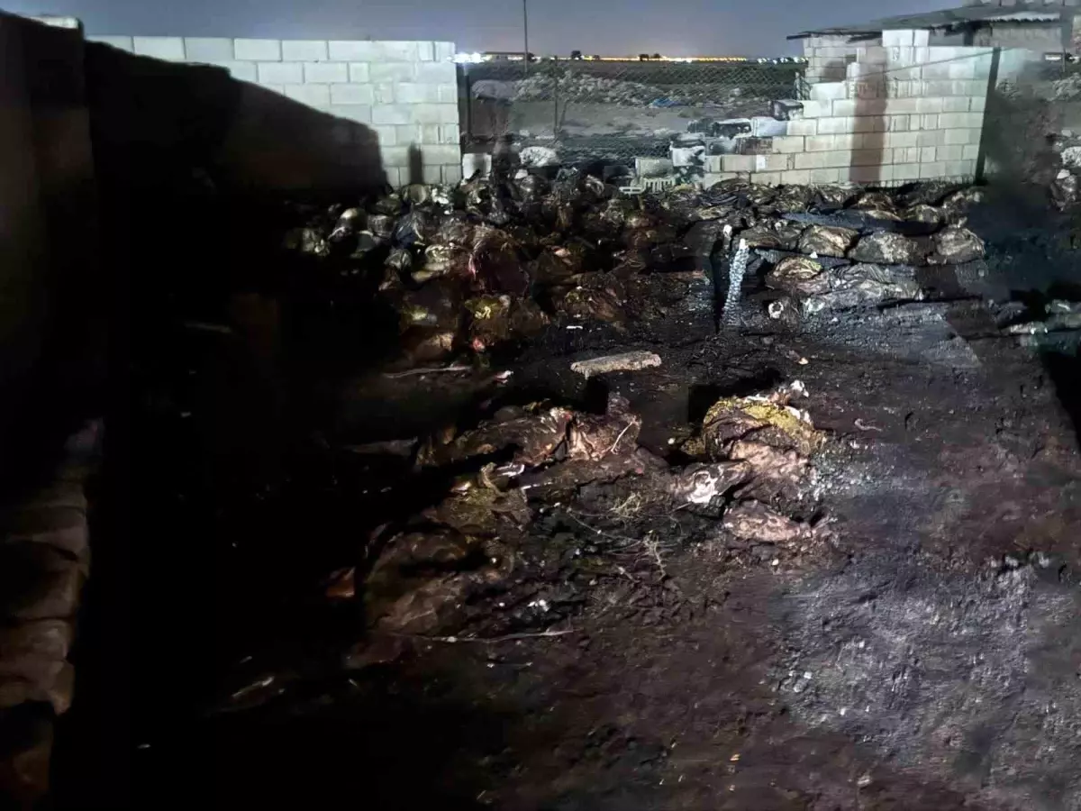 Niğde’de Ahır Yangını: 170 Koyun Telef Oldu