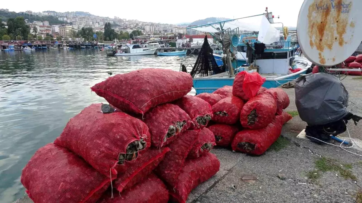 Deniz Salyangozu Avı Verimsiz Geçiyor