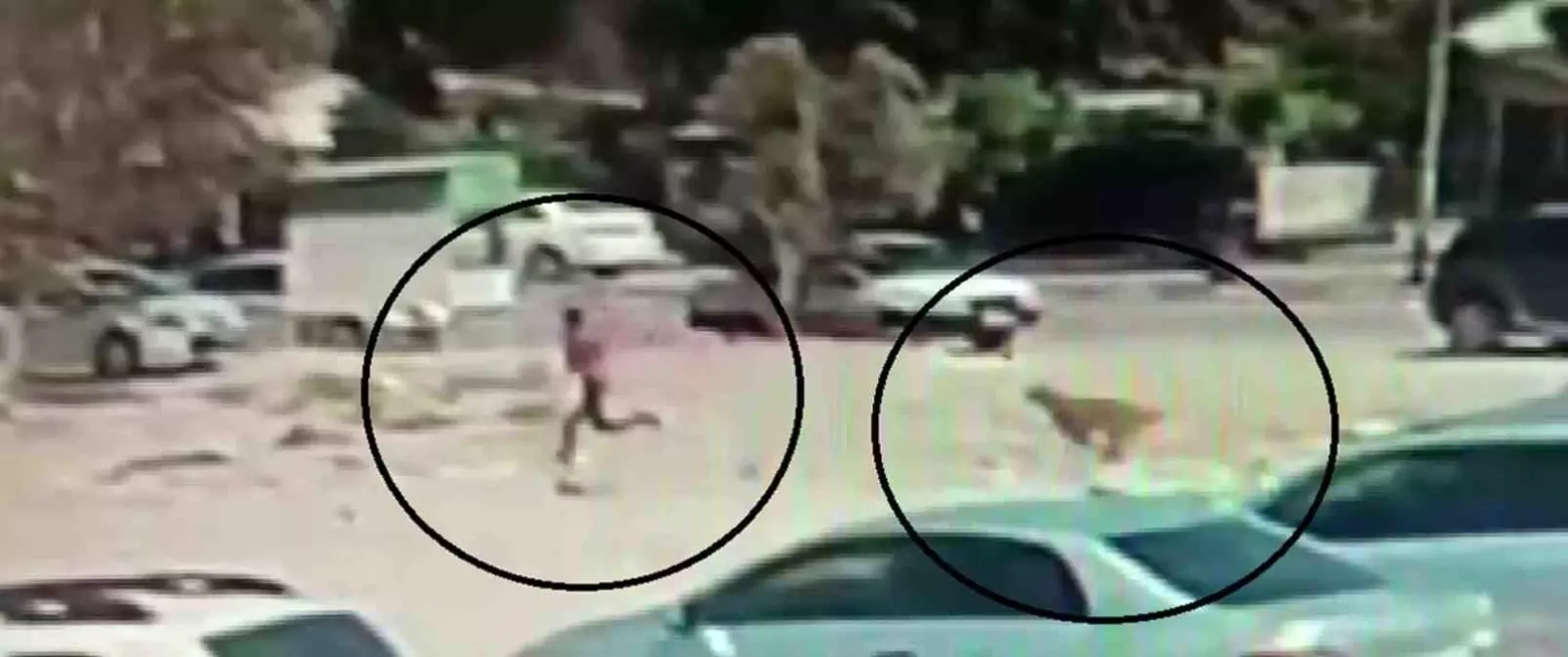 Hatay’da Gruplar Halinde Gezen Sokak Köpekleri Korku Saçıyor