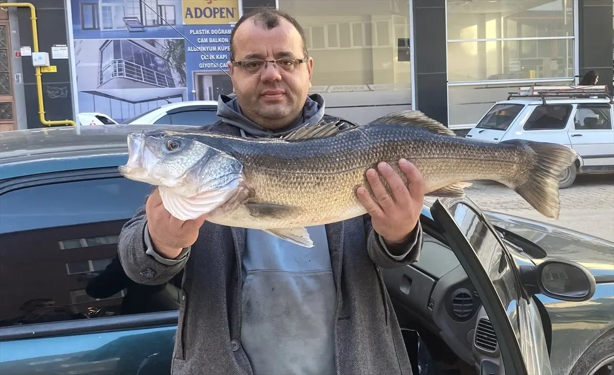 Sinop’ta Amatör Balıkçının Büyük Yakaladığı Levrek