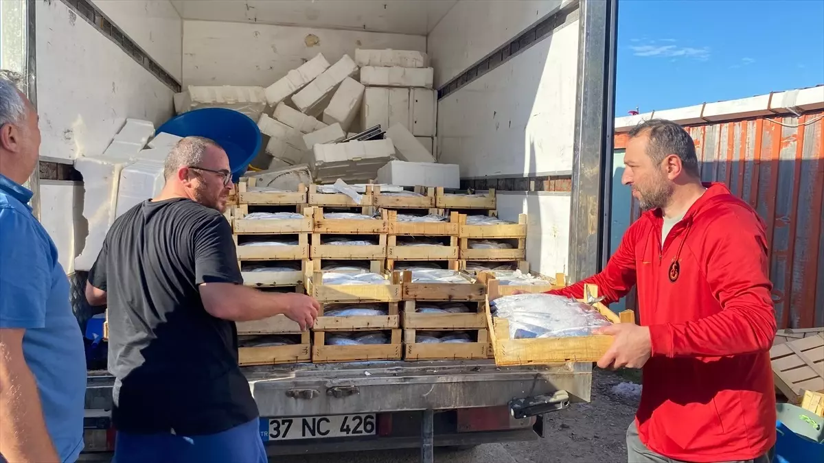 Sinop’ta Balıkçının Ağına 3 Bin Palamut Takıldı