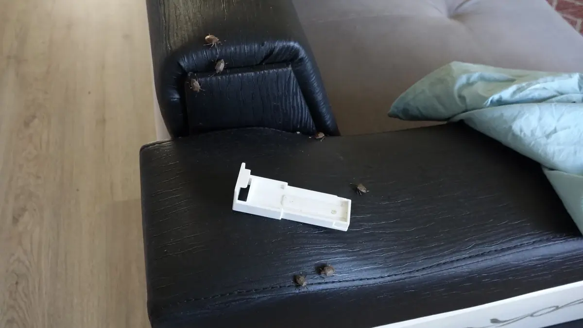 Karadeniz’i İstila Eden Kahverengi Kokarca