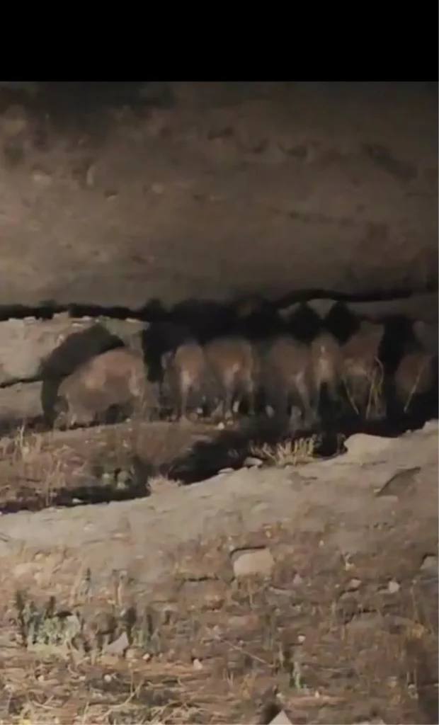 Van’da Kırsal Mahalleye Domuz Sürüsü İndi