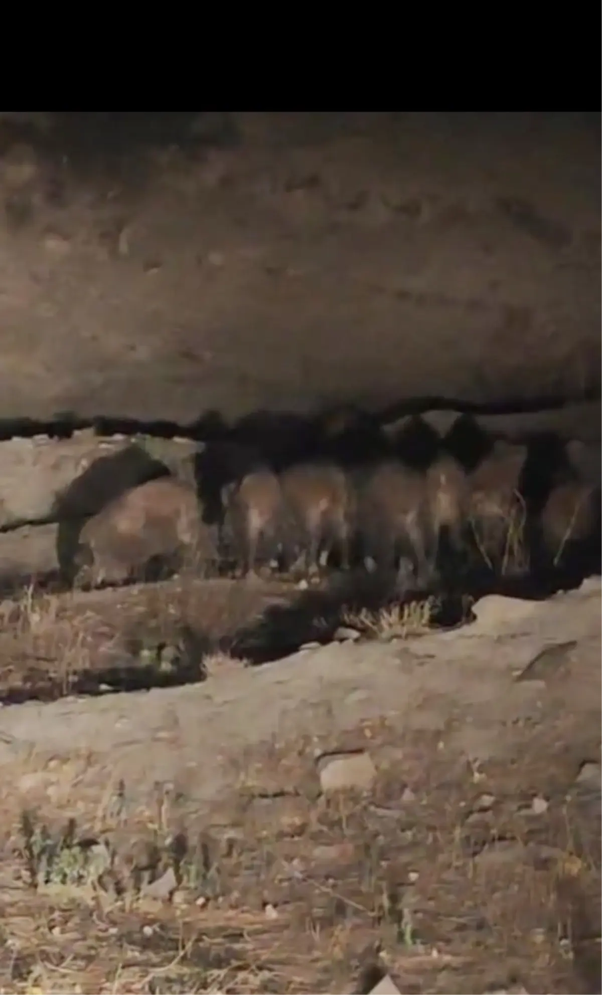 Van’da Kırsal Mahalleye Domuz Sürüsü İndi