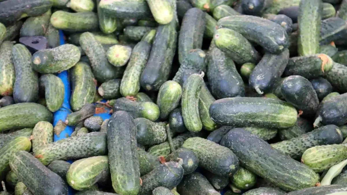 Kış Sofralarının Vazgeçilmezi: Turşu