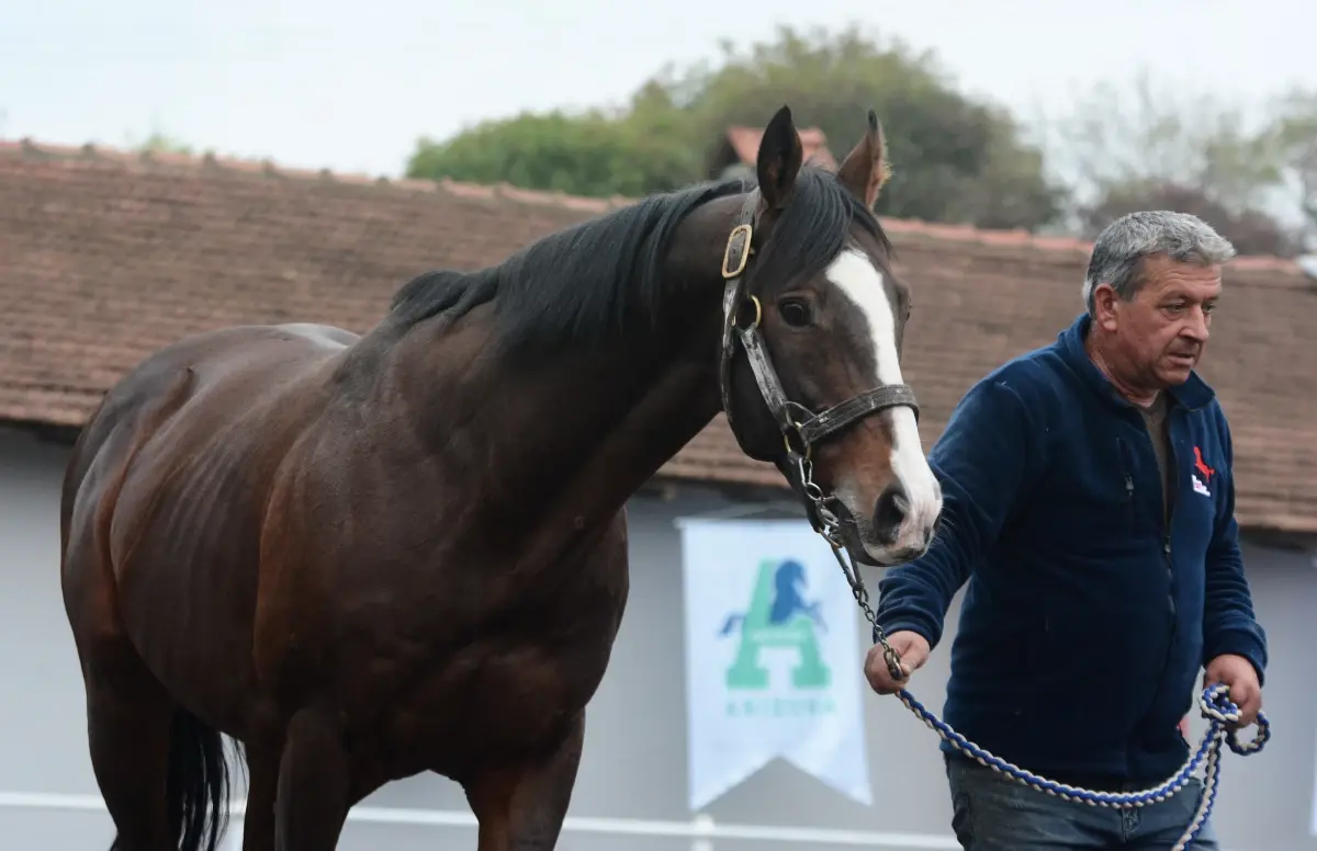 Dünyaca Ünlü Aygır Belardo Türkiye’ye Getirildi