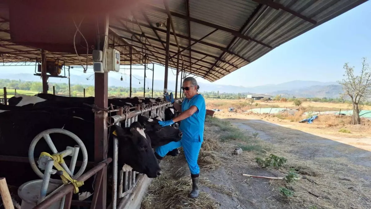 Aydın’ın Yenipazar İlçesinde Şap Hastalığı Karantinası