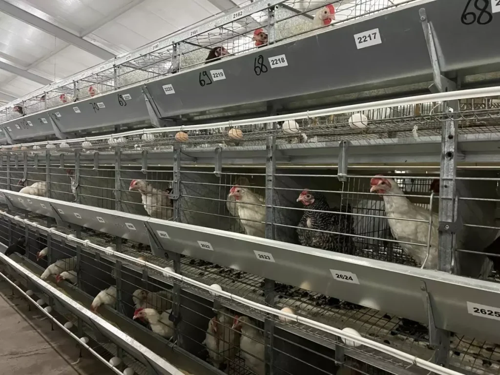 Yapay Zeka ile Tavukçuluk Sektörüne Yeni Soluk