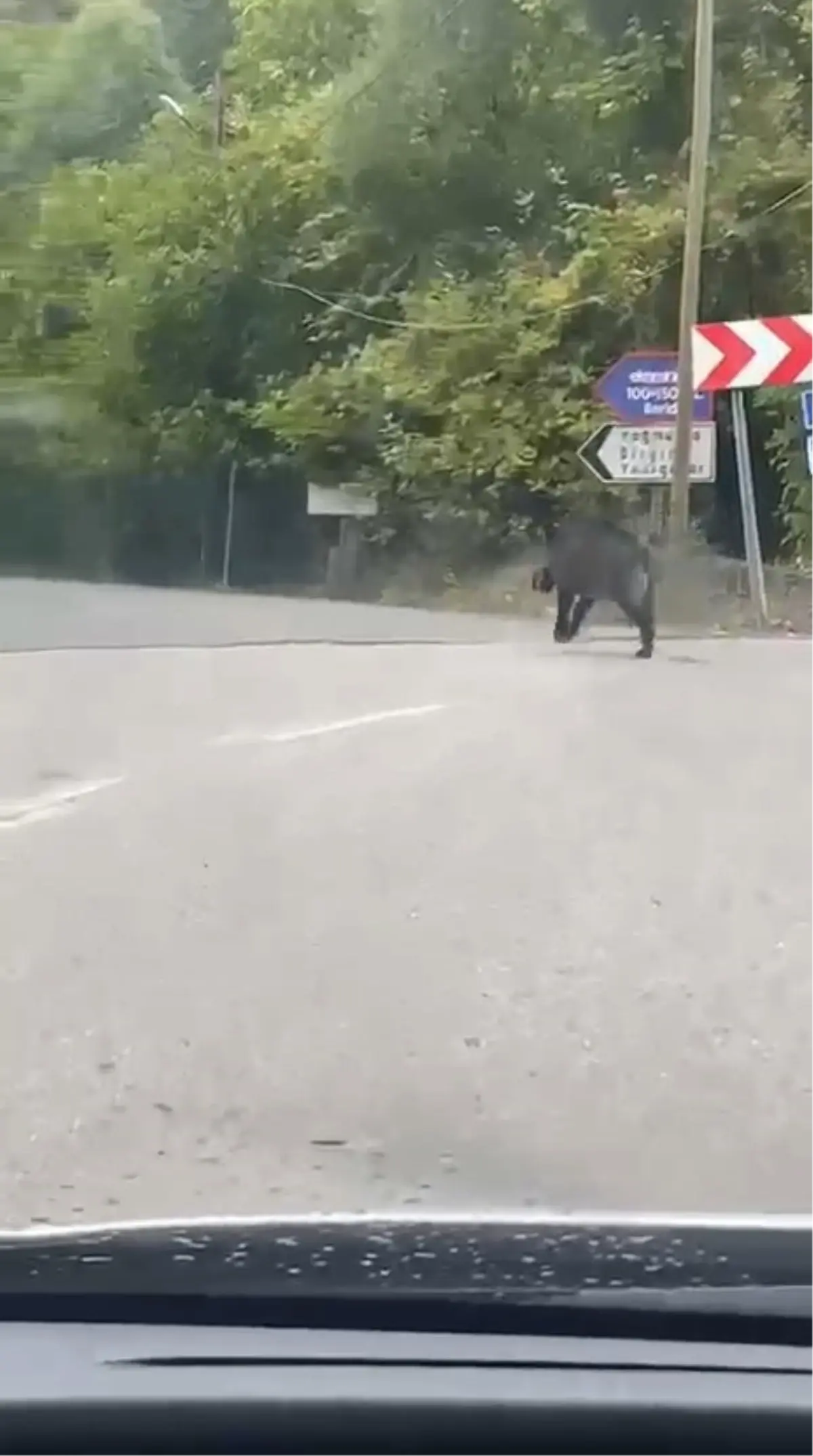 “Domuz Kaçışı: Sürücüden Şahane Kurtuluş”