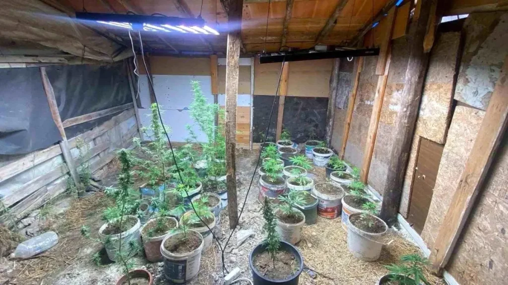 Uyuşturucu Üretimi İçin Kurulan Sistem Jandarma Tarafından Çökertildi